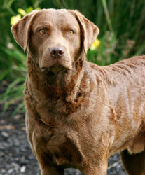 best chesapeake bay retriever breeders