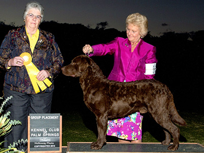 chesapeake bay retriever club