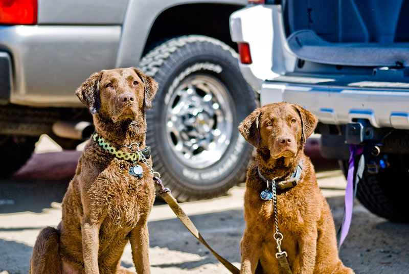 2 Chessies waiting to play