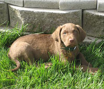 Puppy laying in grass