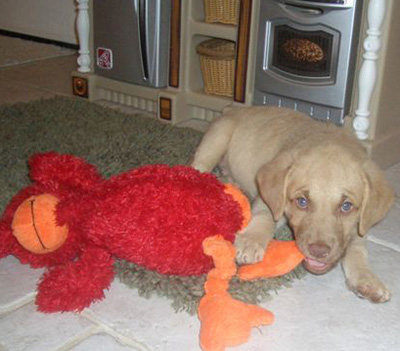 Puppy with toy