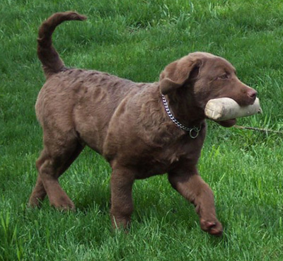 Puppy retrieving