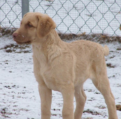 Puppy staring off